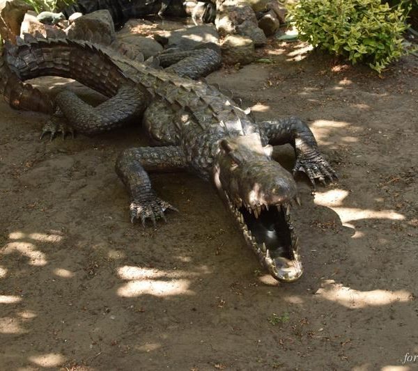 Lebensgroßes Krokodil aus Edelstahl, 3 m entlang des Rückens